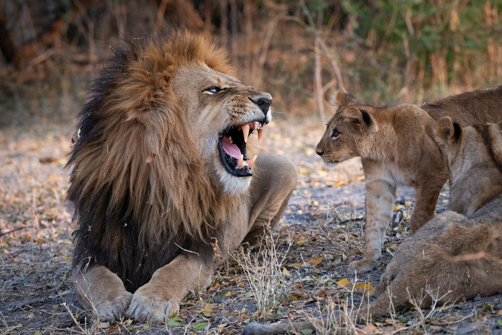 Ultimate Tanzanian Safari Adventure